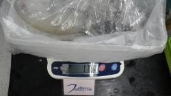 椿の地磯で1780gのアオリ、ヤエンでの釣…