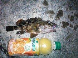 雑賀崎周辺メバリングでランガン〜リリース含めメバル・ガシラ30尾ほど