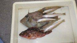 田辺芳養（はや）堤防でキス・カワハギ・ガシラ