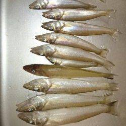 文里　投げ釣りでキス2ケタ釣果