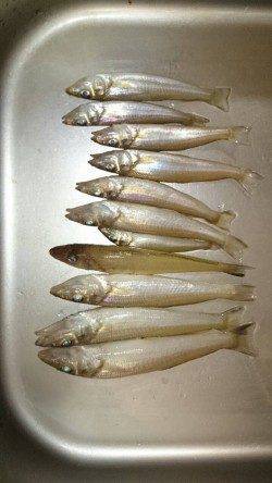 文里　投げ釣りでキス2ケタ釣果