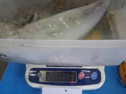堺堤防でのヤエン釣果〜アオリイカ1650g…