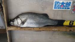 田辺市元島堤防にてネンブツダイなどのノマセ…