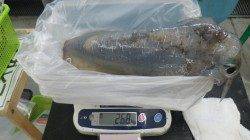 白浜町富田の袋の地磯でアオリイカ2.68kg！！