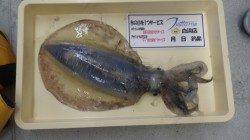 白浜町富田の袋の地磯でアオリイカ2.68kg！！
