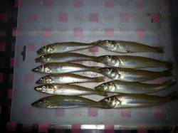 キス情報～みなべ堺漁港湾内でちょい投げ