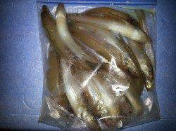 堺漁港　日中にちょい投げでキス釣り楽しめる