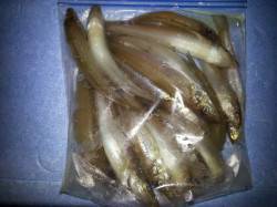 堺漁港　日中にちょい投げでキス釣り楽しめる…