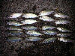 戎漁港　夕まづめのサビキ釣りでアジ20尾