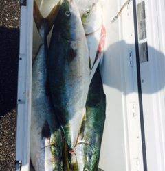 白浜周辺キャスティングで青物、トップで釣れました