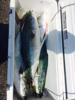 白浜周辺キャスティングで青物、トップで釣れ…