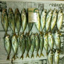 見草～日置のアジング釣果