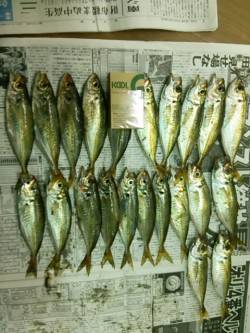 見草～日置のアジング釣果