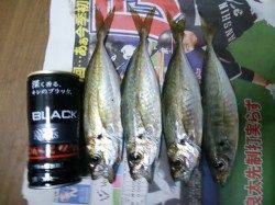 枯木灘前、キャロライナリグでアジング