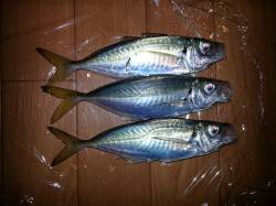 文里湾でのカゴ釣りでマアジ20cm
