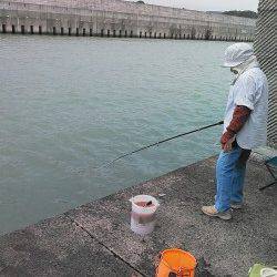 芳養漁港にてサビキでアジの釣果