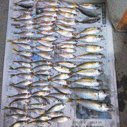 芳養漁港にてサビキでアジの釣果