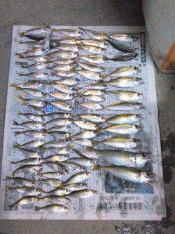 芳養漁港にてサビキでアジの釣果