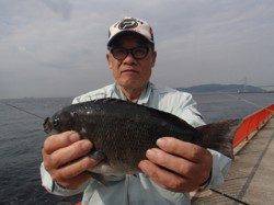 平磯海づり公園で記録賞のグレ32cm〜シラサの落とし込み