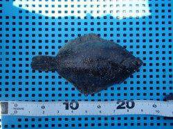 平磯海づり公園　投げ釣りでカレイの釣果