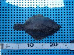 平磯海づり公園　投げ釣りでカレイの釣果