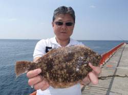 平磯海釣り公園　投げ釣りでカレイ33cm