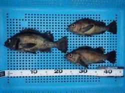 平磯海づり公園 胴突仕掛でナイスサイズのメバル