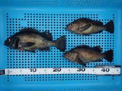 平磯海づり公園 胴突仕掛でナイスサイズのメ…