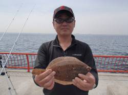 平磯海づり公園の投げ釣りでカレイの釣果
