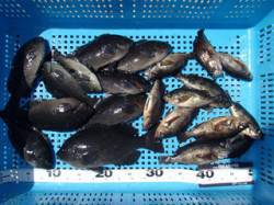 平磯海づり公園　ウキ釣りでグレ&メ…