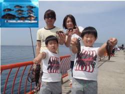 平磯海釣り公園　胴突き仕掛けでガシラの釣果…