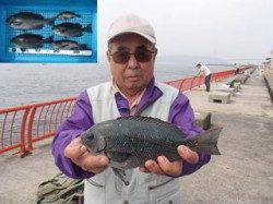 平磯海づり公園にてグレ・メバルの釣果