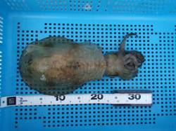 平磯海づり公園 パープル系のエギでアオリイ…