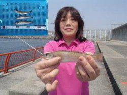 平磯海づり公園〜投げ釣りでキスの釣果