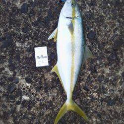 香住でショアジギング〜小雨の中ヒラマサ60cmをゲット