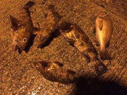 ポートアイランド北公園でメバリング〜底でガシラ、中層でメバルの釣果