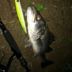 いい濁りの入った円山川ですがシーバスからの反応渋く1本ゲット