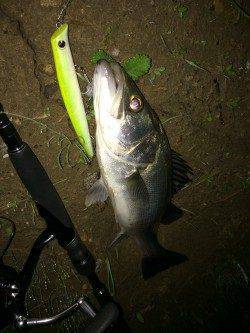 いい濁りの入った円山川ですがシーバスからの反応渋く1本ゲット