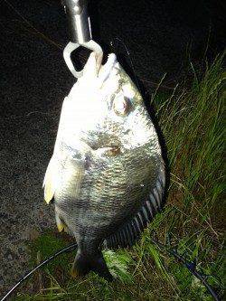 大阪南港チニング〜ライトテキサスで狙い通りに良型キビレ