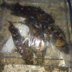 佐野漁港でメバリング〜2時間の短期戦でガシラ4匹