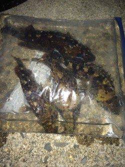 佐野漁港でメバリング〜2時間の短期戦でガシラ4匹