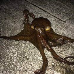 鳥取ノ荘メバリング〜ジグヘッドでタコ釣れてしまいました(笑)