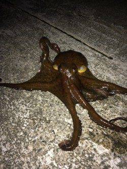 鳥取ノ荘メバリング〜ジグヘッドでタコ釣れてしまいました(笑)
