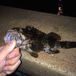 運河でついに尺オーバーのタケノコメバルでました！！