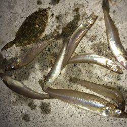 須磨海岸ワームでチョイ投げ〜キスと赤ちゃんヒラメ