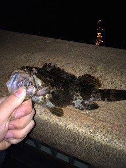 運河でついに尺オーバーのタケノコメバルでました！！