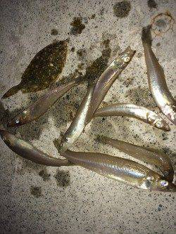 須磨海岸ワームでチョイ投げ〜キスと赤ちゃんヒラメ