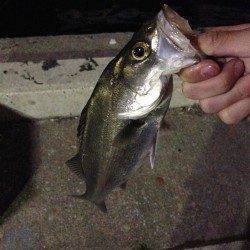 春木川の河口周辺シーバス、バチ抜け最盛期！