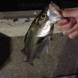 春木川の河口周辺シーバス、バチ抜け最盛期！…