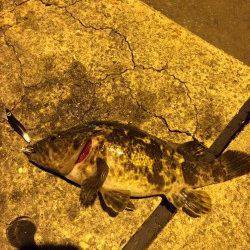 二匹連続で尺サイズのタケノコメバル出ました！